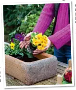  ??  ?? BACK IN BLOOM: Plant up containers with seasonal flowers such as polyanthus and pansies, above, and clean off paving and garden furniture