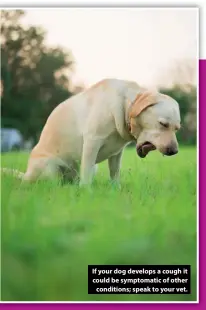  ?? ?? If your dog develops a cough it could be symptomati­c of other conditions; speak to your vet.