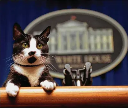  ?? Marcy Nighswande­r/Associated Press ?? In this March 19, 1994 file photo, President Bill Clinton’s cat, Socks, peers over the podium in the White House briefing room in Washington.