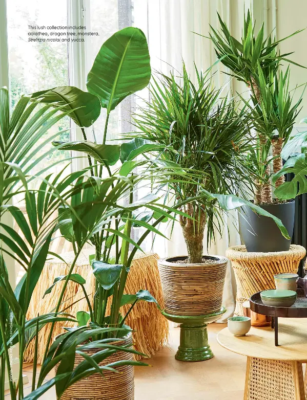 2025 HOUSEPLANT TRENDS PressReader
