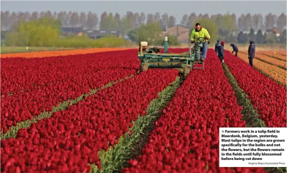  ?? Virginia Mayo/Associated Press ?? Farmers work in a tulip field in Meerdonk, Belgium, yesterday. Most tulips in the region are grown specifical­ly for the bulbs and not the flowers, but the flowers remain in the fields until fully blossomed before being cut down