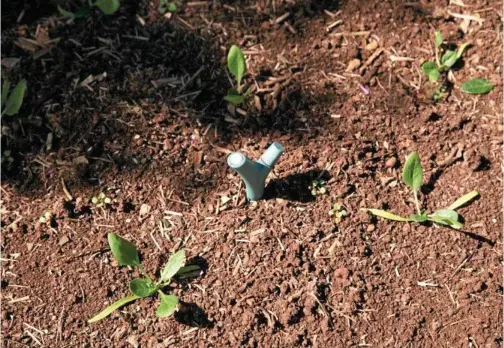  ?? PHOTOS: MIKE WELLS ?? GROW TIME: I’ll be growing some spinach a bit earlier this year - and keeping an eye on their vital statistics with a Parrot Flower Power garden monitor!