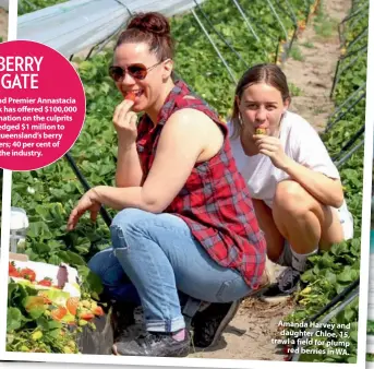  ??  ?? Jacob shows his support by tucking into some delicious berries. Amanda Harvey and daughter Chloe, 15, trawl a field for plump red berries in WA.