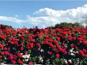  ??  ?? Quesos y jamones
Paella Valenciana: white rice, chicken, rabbit, snails, and green beans La Estretcha, arguably the narrowest building in all of Europe A choice art piece stands in front of the L'Umbracle
Bushes of red blooms