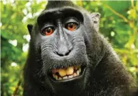  ??  ?? The Indonesian monkey was named ‘Person of the Year’ on Wednesday by the animal rights group.