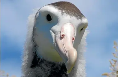  ?? NATHAN MCNALLY/ DOC ?? An Antipodean wandering albatross chick – part of one of nature’s most tragic love stories .