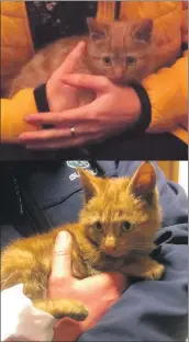  ??  ?? The top photograph shows the kitten while he lived in Kintyre, and the bottom photograph shows him shortly after being discovered in Helensburg­h.