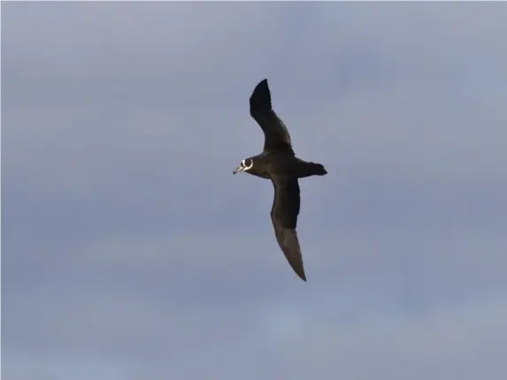  ??  ?? Bird protection charity is trying to save the Tristan albatross (Getty/iStock)