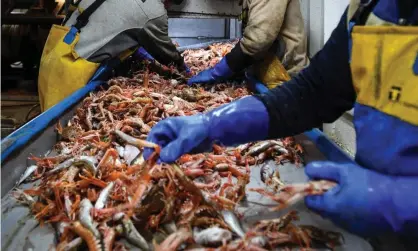  ?? Photograph: Andy Buchanan/AFP/Getty Images ?? Workers process the day’s catch on a trawler in Eyemouth harbour in Berwickshi­re.