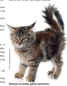  ??  ?? Doença acomete gatos sensíveis, isto é, que não lidam de forma adequada com o estresse