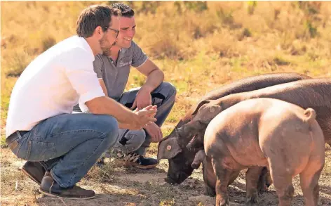  ?? FOTO: TOBIAS OEHLKE ?? Michael Heinrichs und Max Esser (l.) beobachten die Duress-Schweine.