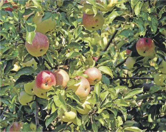  ?? Foto: pixabay ?? Den prächtigen Äpfeln kann man nur sehr schwer widerstehe­n.
