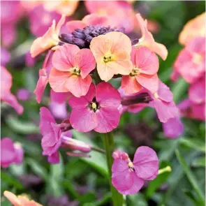  ??  ?? ‘Sunset Purple’ petals change colour as they age, from pale to rich purple, and can vary in shade within a plant.