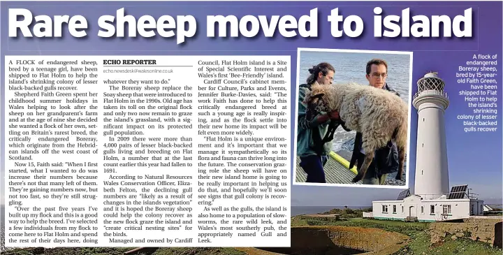  ?? ?? A flock of endangered Boreray sheep, bred by 15-yearold Faith Green, have been shipped to Flat Holm to help the island’s shrinking colony of lesser black-backed gulls recover