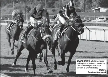  ?? BRAVO BRAVO, left, to be ridden by Keagan de Melo and trained by Dean Kannemeyer, runs in the seventh at Greyville today. ??