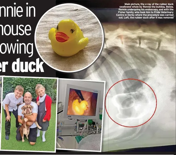  ??  ?? Main picture, the x-ray of the rubber duck swallowed whole by Ronnie the bulldog. Below, News Ronnie undergoing his endoscopy, and with the Fisher family, who took him to Pride Veterinary Centre in Derby where the procedure was carried out. Left, the rubber duck after it was removed