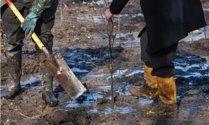  ??  ?? The government is set to provide £40m for a Green Jobs Challenge fund, which will be spent on projects including tree-planting. Photograph: Arterra Picture Library/Alamy