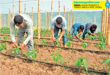  ??  ?? Proyecto. Entre las apuestas está la asesoría a asociacion­es para producir y vender mejor.