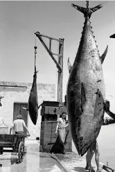  ?? ?? Herbert List «Tonno issato dopo la cattura», Favignana, 1951, courtesy of The H.List Estate / Magnum Photos