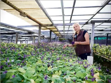  ??  ?? L’exploitati­on de la famille Romic cultive la destinée à être assemblée en bouquets. viola victoria odorata depuis l’après-guerre. Ici, la fleur est