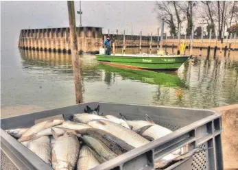  ?? FOTO: RALF SCHÄFER ?? Die Berufsfisc­her am Bodensee leiden seit Jahren unter geringen Erträgen. Könnte eine Aquakultur die Lösung sein? Die Mehrheit lehnt Netzgehege im Bodensee ab.