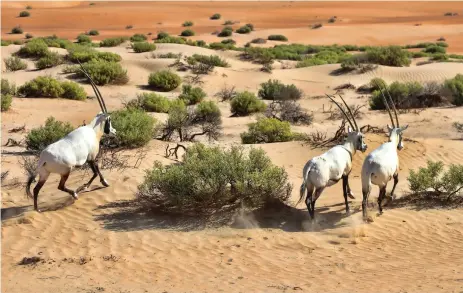  ?? Photos Environmen­tal Protection Agency – Abu Dhabi ?? Arabian oryx head into the Qasr Al Sarab Protected Area, their new home