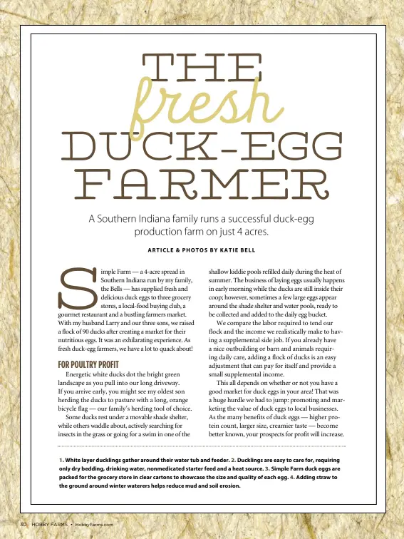  ??  ?? 1. White layer ducklings gather around their water tub and feeder. 2. Ducklings are easy to care for, requiring only dry bedding, drinking water, nonmedicat­ed starter feed and a heat source. 3. Simple Farm duck eggs are packed for the grocery store in clear cartons to showcase the size and quality of each egg. 4. Adding straw to the ground around winter waterers helps reduce mud and soil erosion.
