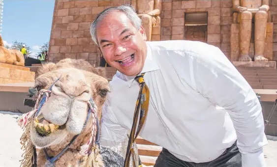  ?? Picture: JERAD WILLIAMS ?? Gold Coast Mayor Tom Tate relaxes and chews the fat with Daisy the camel at Aida on Coolangatt­a Beach yesterday after a week of drama.