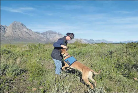  ?? Photos: Supplied ?? Nature’s best friend: Brin the dog (above) is trained to sniff out endangered geometric tortoises (left).