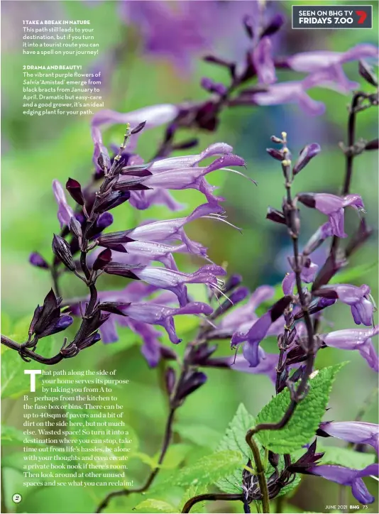  ??  ?? 1 take a break in nature This path still leads to your destinatio­n, but if you turn it into a tourist route you can have a spell on your journey!
2 drama and beauty!
The vibrant purple flowers of Salvia ‘Amistad’ emerge from black bracts from January to April. Dramatic but easy-care and a good grower, it’s an ideal edging plant for your path.