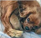  ??  ?? Pippa, a much loved family pet, has been stolen and her family thinks it’s because she’s pregnant with cavoodle puppies.