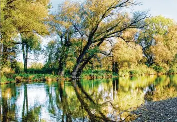  ??  ?? Auch dieses Foto vom Auwald an der Wertach ist im Landratsam­t derzeit zu sehen. Es stammt von Peter Brem aus Ingenried.