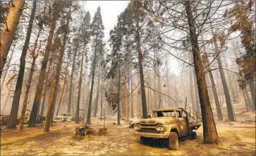  ?? BURNED VEHICLES Carolyn Cole Los Angeles Times ?? sit under fire-damaged trees in Berry Creek, where most victims of the North Complex fire lived. Firefighte­rs have made gains against the blaze, the fifth-largest fire ever recorded in the state.