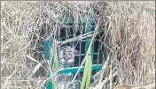  ?? HT ?? Leopard trapped in a cage in Dhaurahra forest range on Thursday.