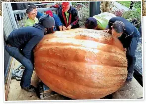  ?? ?? The average pumpkin weighs 1,000 pounds and takes a crew of volunteers, who use crowbars, a forklift and muscle to transport it