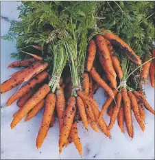  ?? ?? Above: A head of fresh cabbage and fresh carrots recently pulled from a local farm available at Taos Farmers Market. Farmers this year will be selling lateseason crops as the market continues through November.