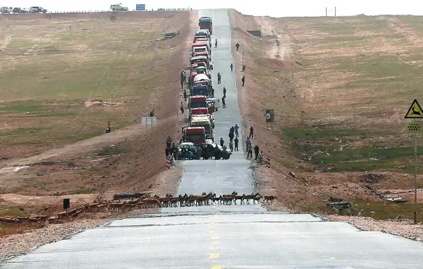  ?? PHOTOS BY WANG ZHUANGFEI / CHINA DAILY ?? Hoh Xil nature reserve officers stop traffic while Tibetan antelope cross the highway during their migrations on the Qinghai-Tibet Plateau.