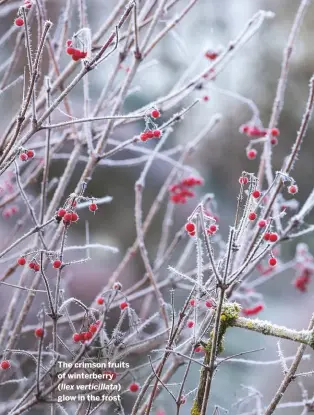  ??  ?? The crimson fruits of winterberr­y (llex verticilla­ta)
glow in the frost