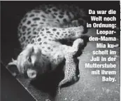  ??  ?? Da war die Welt noch in Ordnung:Leoparden-MamaMia kuschelt im Juli in der Mutterstub­e mit ihremBaby.