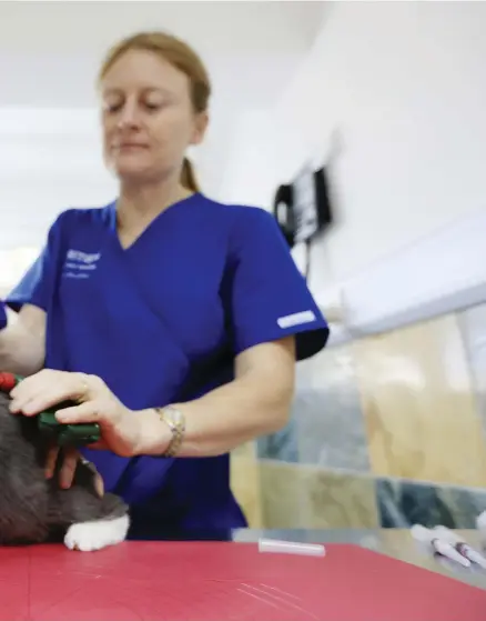  ?? Sarah Dea / The National ?? Laura Davey, left, a veterinary nurse, and Dr Sara Elliott, a vet and owner of the British Veterinary Hospital in Dubai, vaccinate a four-monthold kitten