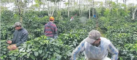  ??  ?? REFERENCIA. Cortadores trabajan en cafetales en el occidente hondureño. El problema ha empeorado en los últimos años.