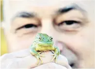  ?? PHOTO: PETER MCINTOSH ?? Prof Bishop with a male southern bell frog.