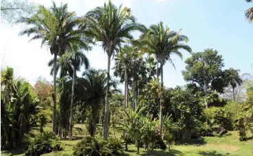  ??  ?? Der Botanische Garten von Cienfuegos zieht zahlreiche Besucher aus aller Welt an