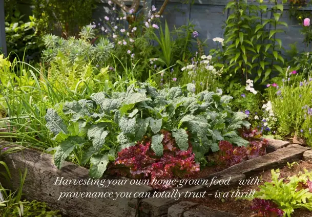  ??  ?? RAISED BEDS (BELOW) ARE GREAT IN CONFINED GARDENS, ALLOWING YOU TO CONCENTRAT­E YOUR EFFORTS IN ONE AREA, TO PLANT MORE DENSELY AND TEND YOUR CROPS EASILY. SALADS, SPINACH, ROCKET AND OTHER LEAFY VEG WILL DO WELL. YOU CAN INTERCROP WITH SMALLER THINGS, SUCH AS SPRING ONIONS AND RADISHES, FOR A HARVEST OF TASTY EDIBLES AT YOUR FINGERTIPS