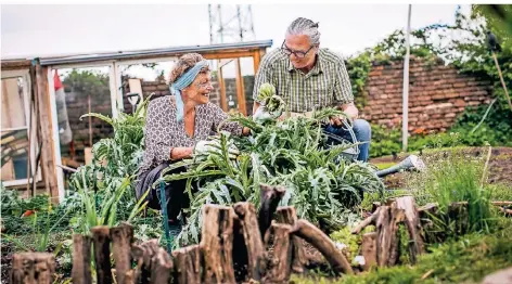  ?? RP-FOTO: ANNE ORTHEN ?? Mariannne Lübben und Thomas Kicklitz ernten die ersten Artischock­en der Saison.