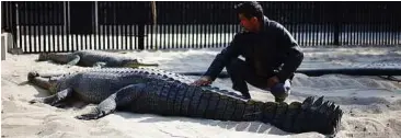  ??  ?? Caretaker Sharma checking on a gharial. Some 60 captive-bred crocodiles have been released into the wild over the past two months.