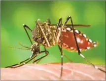  ?? James Gathany Public Health Image Library-Centers for Disease Control ?? A FEMALE Aedes mosquito bites a human. The species can transmit multiple diseases, including yellow fever and West Nile.
