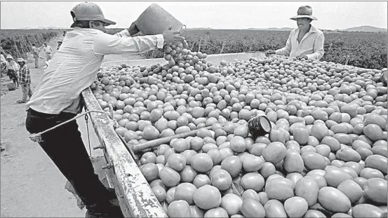  ??  ?? ▲ Productore­s mexicanos de tomate señalan que la revisión que propone EU causaría un nudo en la frontera.
Foto Carlos Mamahua