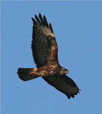  ?? ?? TWO: Common Buzzard (Katwijk, The Netherland­s, 16 October 2005). This Common Buzzard is much darker than the one in photo one; keep in mind, however, that the underwings are in shadow. The underbody is mostly brown, but this is a little blotchy and there is a hint of a pale area across the breast – a typical feature of this species. The underwing pattern is typical, too: a broad dark trailing edge and solid dark wing-tip, dark underwing coverts with pale internal feathering and extensive barring in the secondarie­s and inner primaries. The flight silhouette is short and broad winged, with a short-necked appearance and a short, broad tail.