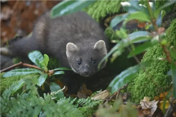  ?? (PA) ?? Pine martens are natural predators of grey squirrels